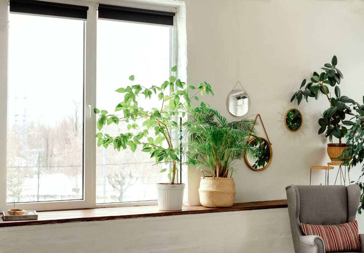 A small window with greenery and roller shades in a living room  at Royal Furniture & Design near Key West, (FL)